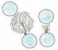 Tackling neurotransmission precision 3