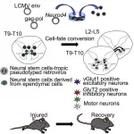 Tadpole nerve regeneration capacity provides clue to treating spinal cord injury