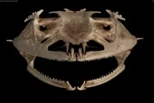 Taking a bite out of tooth evolution: Frogs have lost teeth more than 20 times