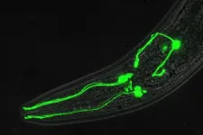 Taking a ‘one in a million’ shot to tackle dopamine-linked brain disorders