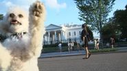 Tampa Wedding Photographer Hires Poodle as Public Relations Spokesperson