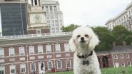 Tampa Wedding Photographer Hires Poodle as Public Relations Spokesperson 3