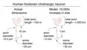 Tangled path of Alzheimer's-linked brain cells mapped in mice 3