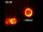 Tarantula venom illuminates electrical activity in live cells 3