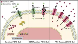 Targeting ABC transporters in PDAC – past, present, or future?