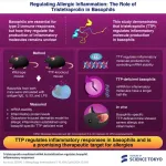 Targeting tristetraprolin in basophils: A breakthrough in allergic inflammation treatment