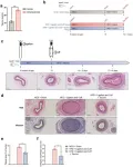 Taurine reduces atherosclerotic plaque area and stability in mice