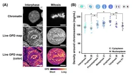 Team discovers transient rise in depletion attraction contributes to mitotic chromosome condensation