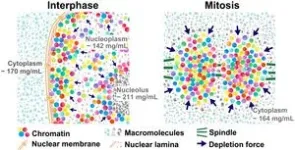 Team discovers transient rise in depletion attraction contributes to mitotic chromosome condensation 2