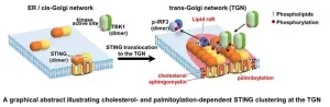 Team explores role of STING – stimulator of interferon genes – in body’s innate immune system