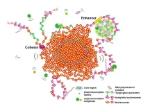 Team proposes a new view on euchromatin in the cell