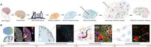 Technologies enable 3D imaging of whole human brain hemispheres at subcellular resolution 3