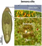 Telling up from down: How marine flatworms learn to sense gravity