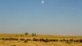 Temperature, drought influencing movement of Plains bison