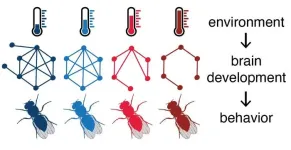 Temperature during development influences connectivity between neurons and behavior in fruit flies