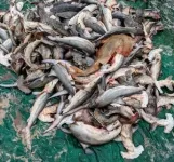 Tens of thousands of endangered sharks and rays caught off Congo 2