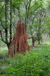 Termite mounds reveal secret to creating ‘living and breathing’ buildings that use less energy 2