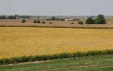 Testing the water for bioenergy crops