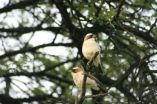 Testosterone regulates solo song of tropical birds