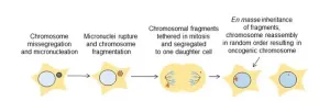 Tethering of shattered chromosomal fragments paves way for new cancer therapies