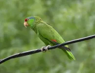 Texas A&M researchers show endangered parrot species is thriving in urban areas