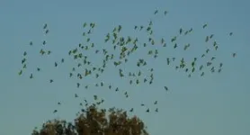 Texas A&M researchers show endangered parrot species is thriving in urban areas 2