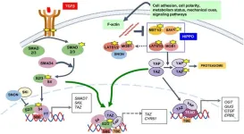 TGF-β and HIPPO signaling pathways interplay in distinct hepatic contexts