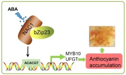 The ABA-induced NAC transcription factor MdNAC1 interacts with a bZIP-type transcription factor to promote anthocyanin synthesis in red-fleshed apples