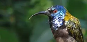 The ancestor of all modern birds probably had iridescent feathers 3