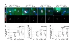 The anti-aging effect of vitamin D and vitamin D receptor in Drosophila midgut