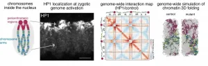 The architect of genome folding