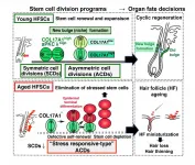 The bald truth - altered cell divisions cause hair thinning