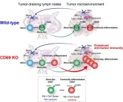 The benefits of Anti-CD69 antibodies for future cancer therapies