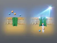 The bluest of blue: A new algae-based switch is lighting up biological research!