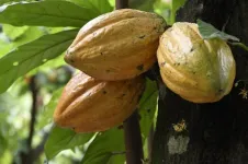 The cacao tree species (Theobroma cacao L.), from which we get chocolate, is likely about 7.5 million years old, with chloroplast genomes indicating that the current known diversity diversified during