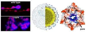 The capsid of the virus-derived retrotransposon Copia, a parasitic genome element, mediates synaptic plasticity at the Drosophila neuromuscular junction