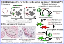 The cells combating a deadly lung disease