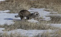 The challenge of pursuit – how saccades enable mammals to simultaneously chase prey and navigate through complex environments