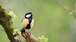 The changing chorus: How movements and memories influence birdsong evolution