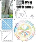 The Chinese team completed the genome assembly of Cornus wilsoniana