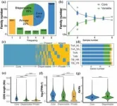 The Chinese team completed the genome assembly of Cornus wilsoniana 2