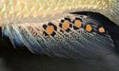 The cichlids egg-spots: How evolution creates new characteristics