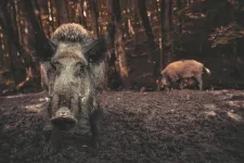 The climate impact of wild pigs greater than a million cars