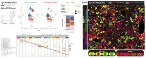 The CNIC presents iFlpMosaics, an innovative genetic toolkit for the study of gene function 2