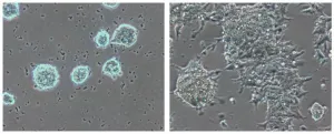 The CNIO describe how embryonic stem cells keep optimal conditions for use in regenerative medicine