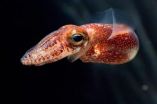 The color of blood: Pigment helps stage symbiosis in squid