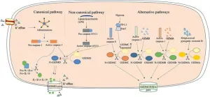 The complex role of pyroptosis in lung cancer: a Chinese Medical Journal Pulmonary and Critical Care Medicine Review