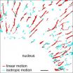 The connection between a cell's cytoskeleton and its surface receptors