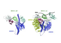 The dance of organ positioning: a tango of three proteins