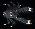 The discovery of a new genus of crustacean and 5 new species